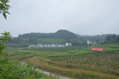 嘉陵鄉村旅游精品線出爐，快來尋覓你的故鄉記憶
